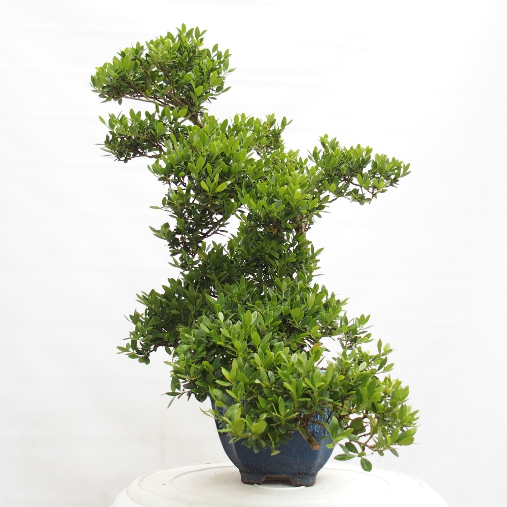 Kryty bonsai - Ilex crenata - Holly