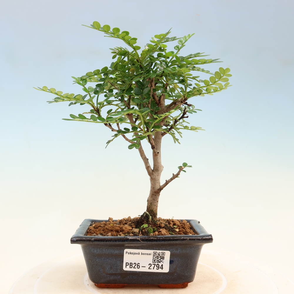 Pokój bonsai - Zantoxylum piperitum - drzewo pieprzowe