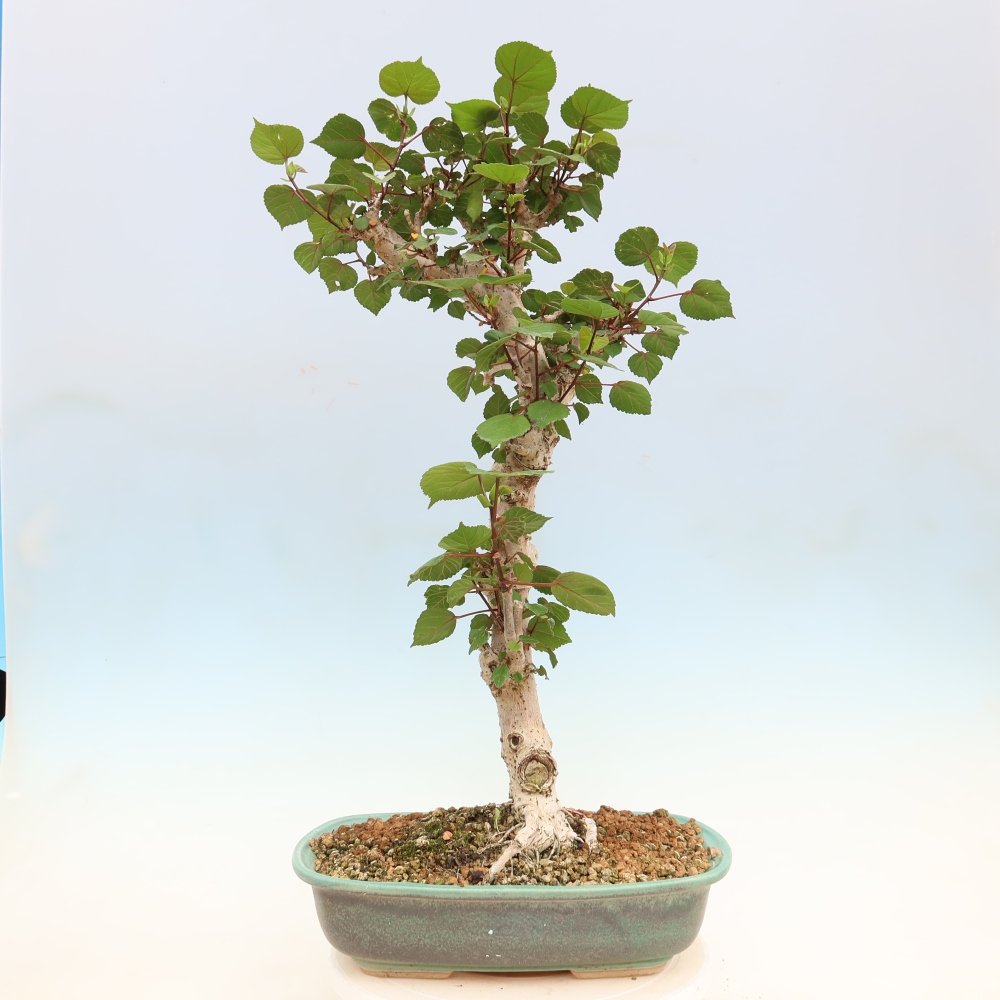 Bonsai domowe - Hibiscus tiliaceus - Hibiskus morski