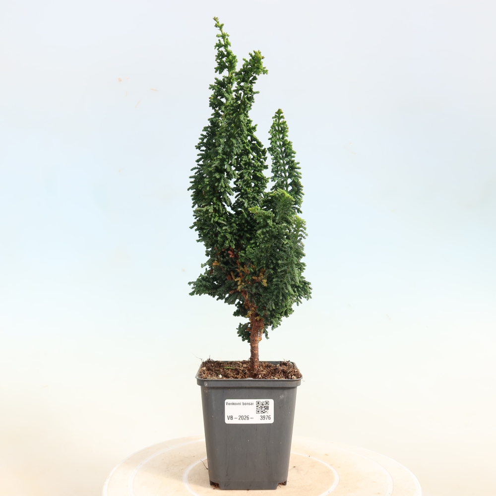 Bonsai zewnętrzne - Cham. obtusa SEKKA HINOKI - Cyprys