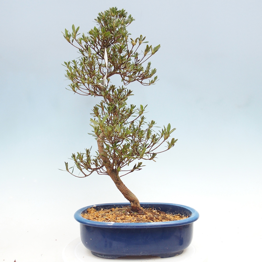 Bonsai zewnętrzne - Azalia japońska - Azalia Hakurin