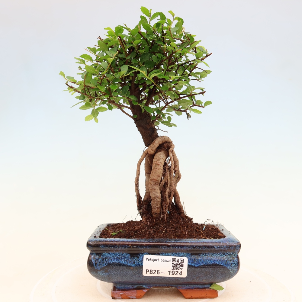 Pokój bonsai - Ulmus parvifolia - Wiąz drobnolistny