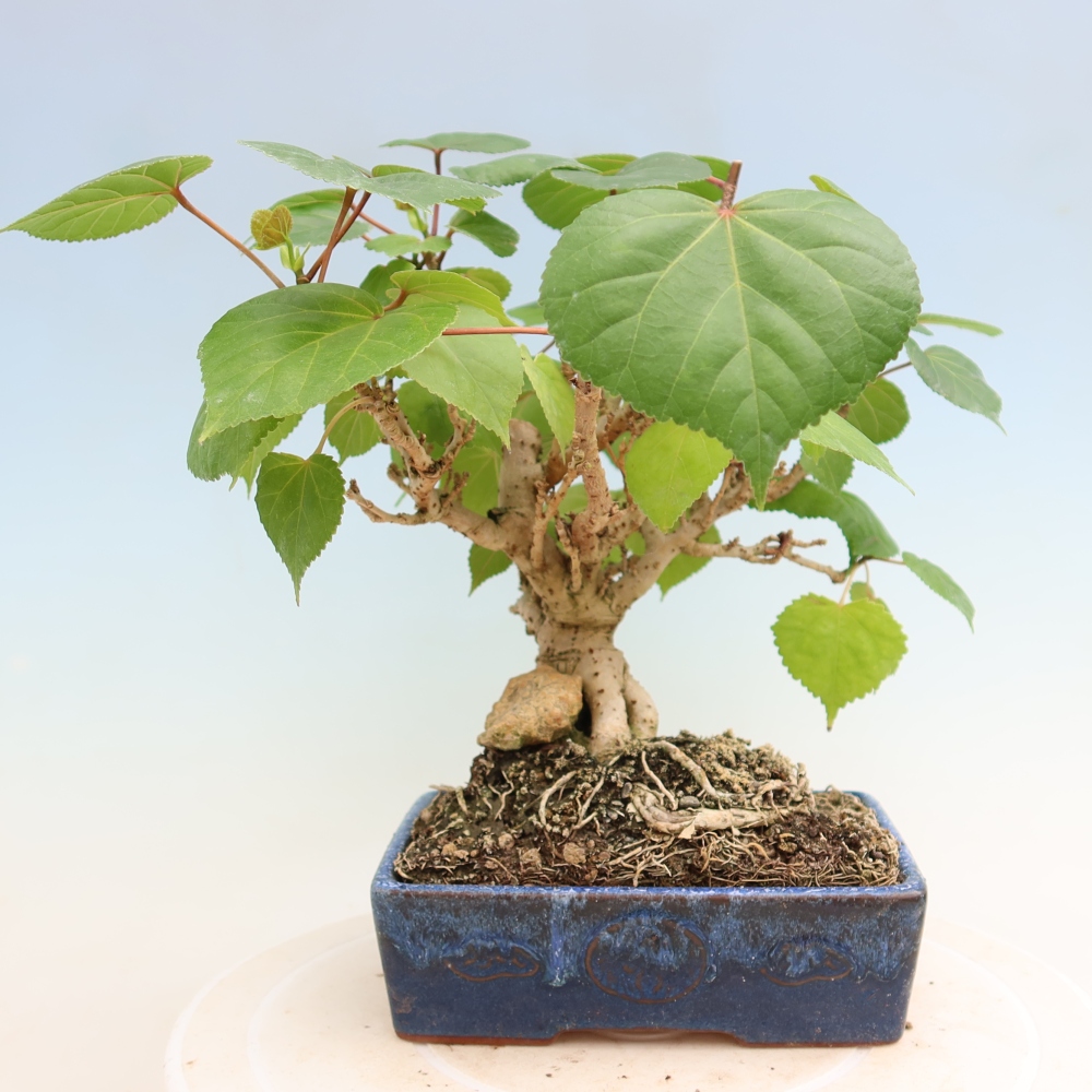 Bonsai domowe - Hibiscus tiliaceus - Hibiskus morski