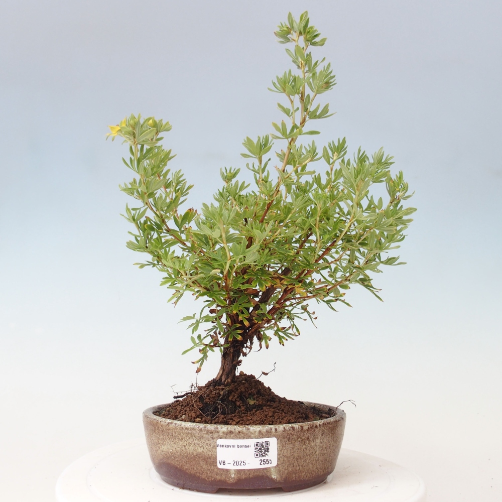 Outdoor bonsai-Pięciolistnik - Potentila fruticosa żółty Ptak