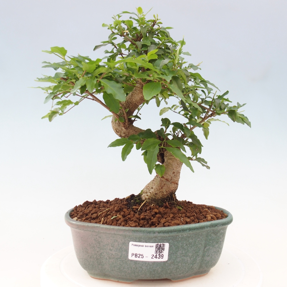Indoor bonsai -Ligustrum chinensis - dziób ptaka