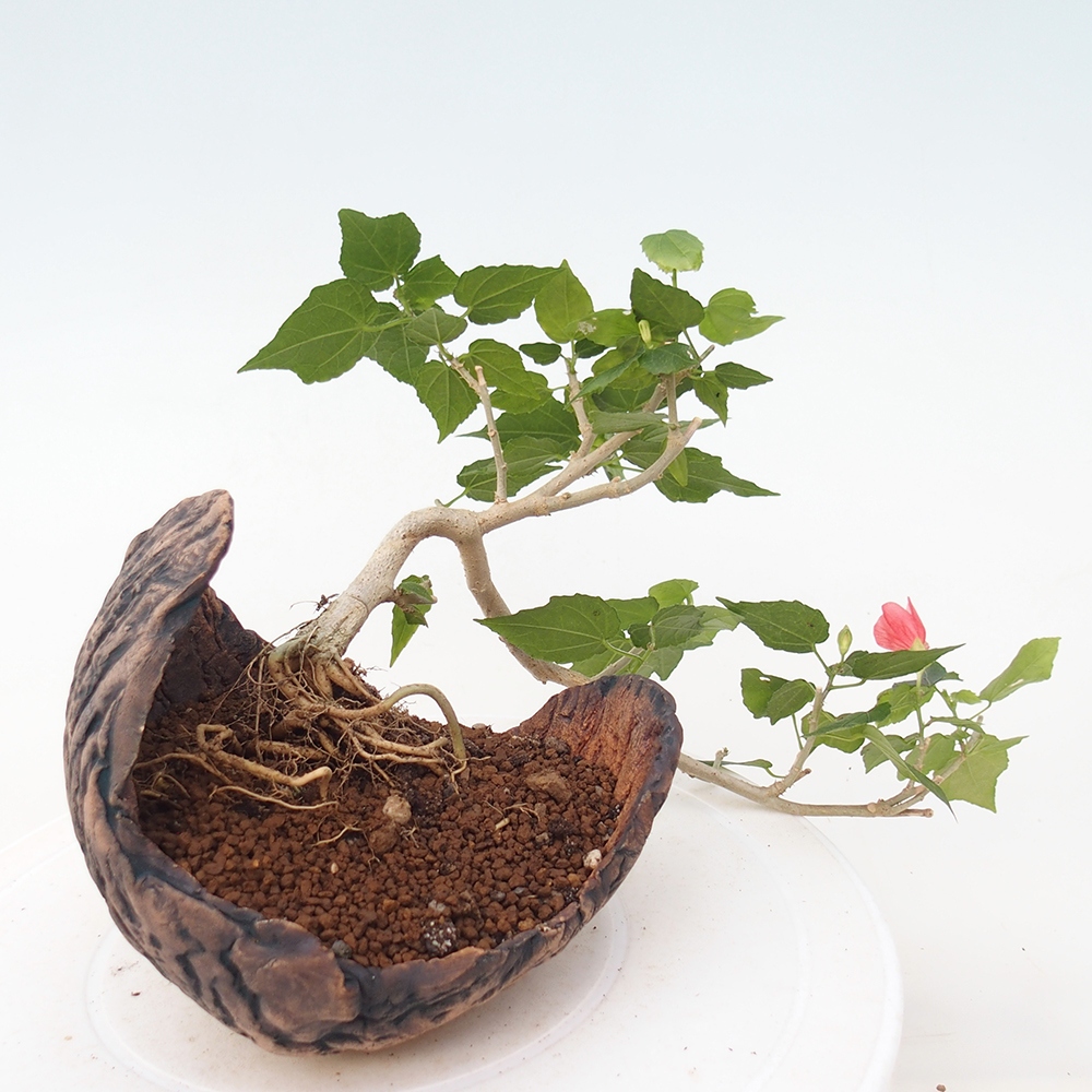Bonsai domowe - Malvaviscus arboreus