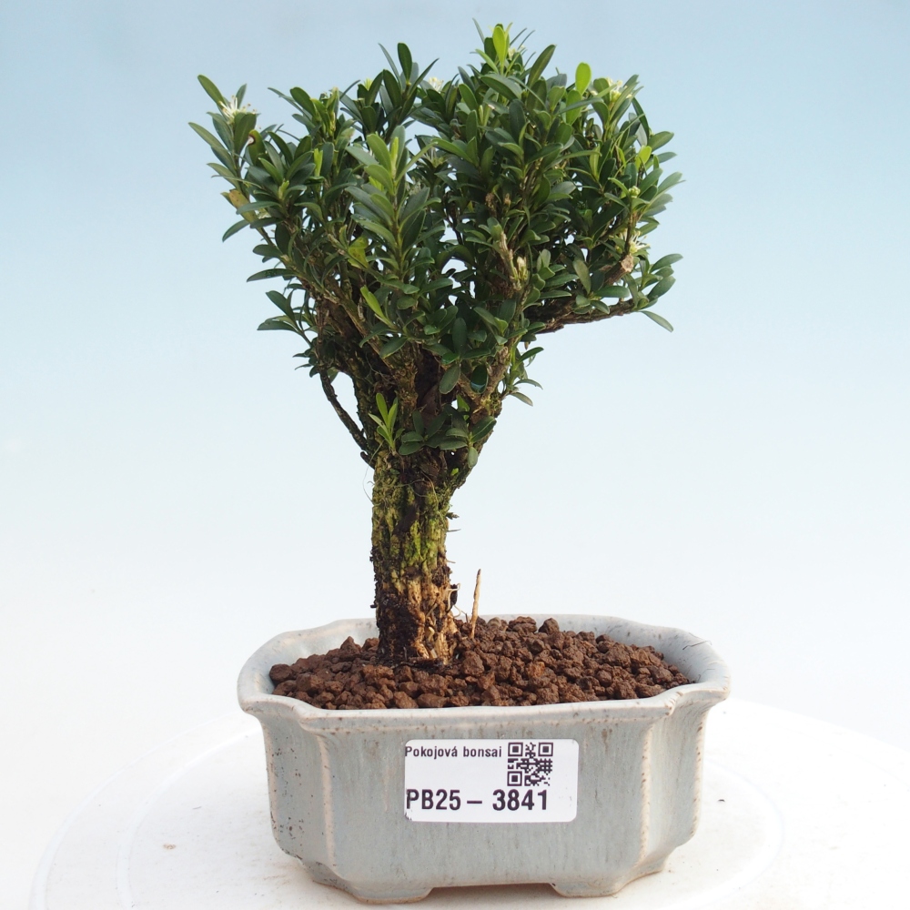 Pokój bonsai - Buxus harlandii - buxus korkowy