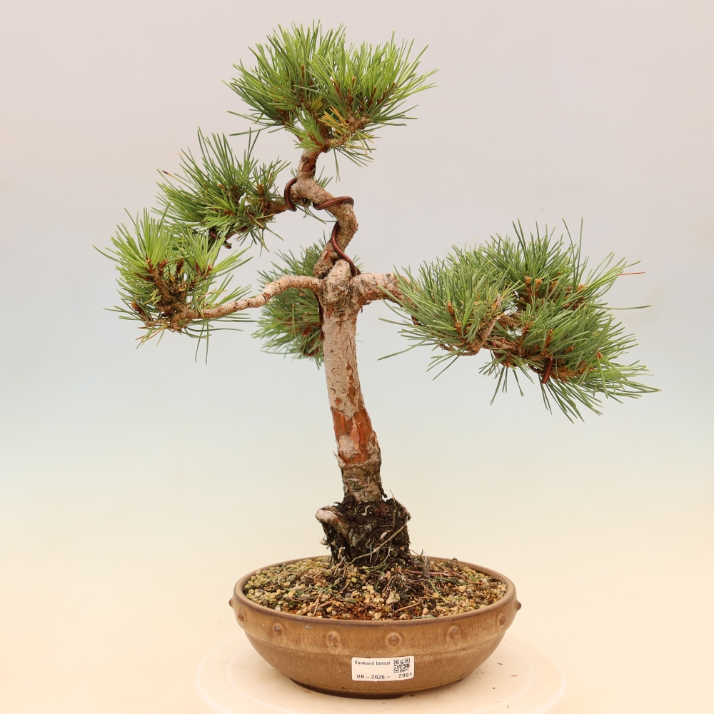 Bonsai ogrodowe – Pinus Sylvestris Watererri – sosna leśna