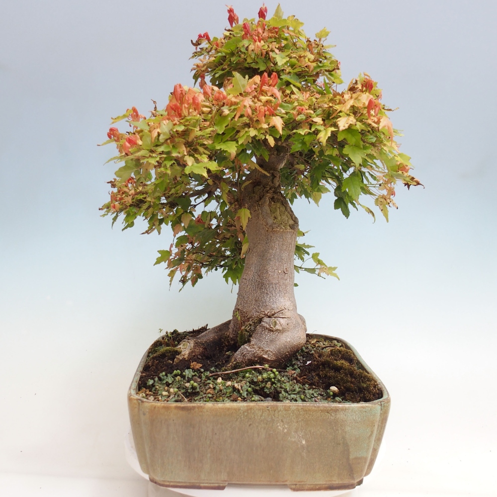Outdoor bonsai - Maple Buergerianum - Burger Maple