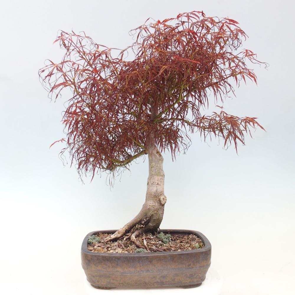 Bonsai zewnętrzne - Acer palmatum RED PYGMY