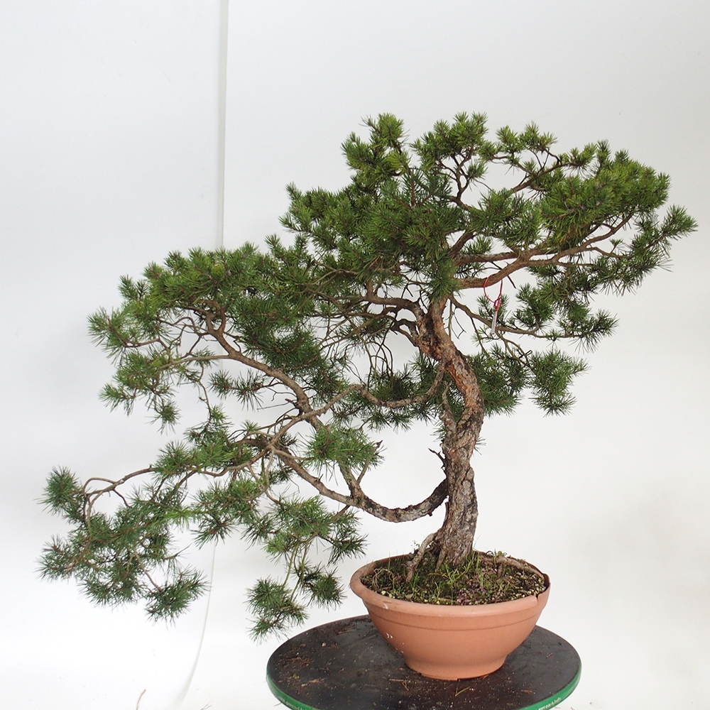 Yamadori - Pinus sylvestris Hiszpania