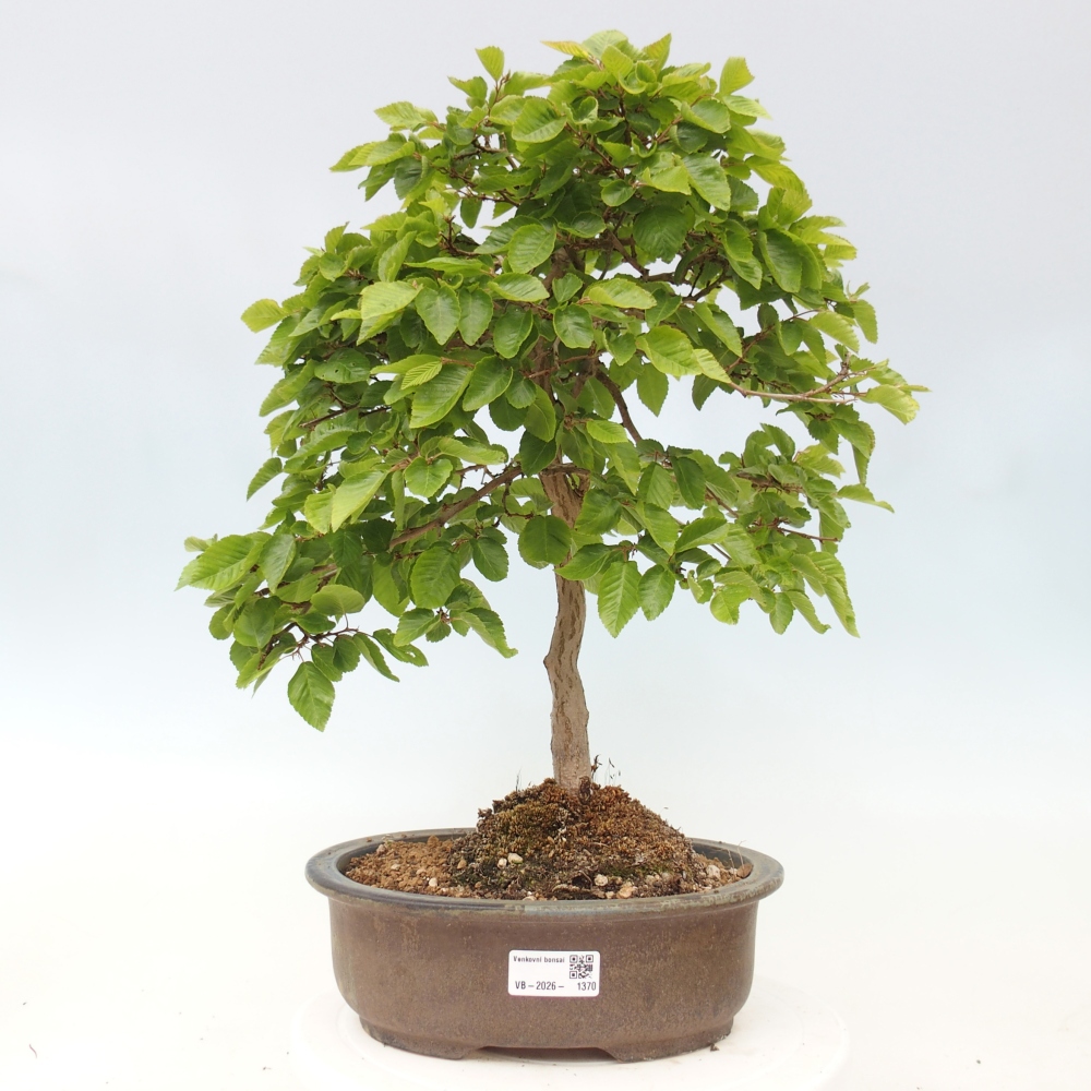 Outdoor bonsai - Carpinus CARPINOIDES - grab koreański
