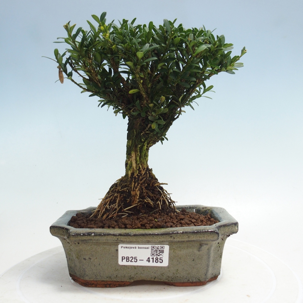 Pokój bonsai - Buxus harlandii - buxus korkowy