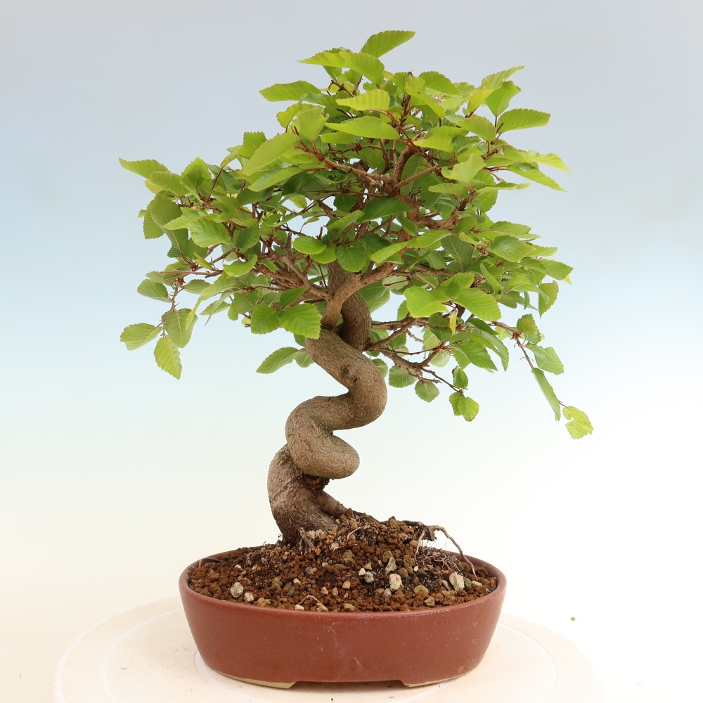 Outdoor bonsai - Carpinus coreana - grab koreański