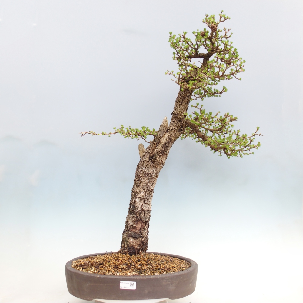 Outdoor bonsai -Larix decidua - Modrzew - Tylko transport paletowy