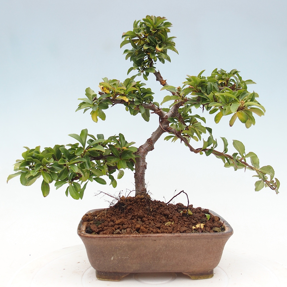 Outdoor bonsai-Pyracantha Teton -Hlox