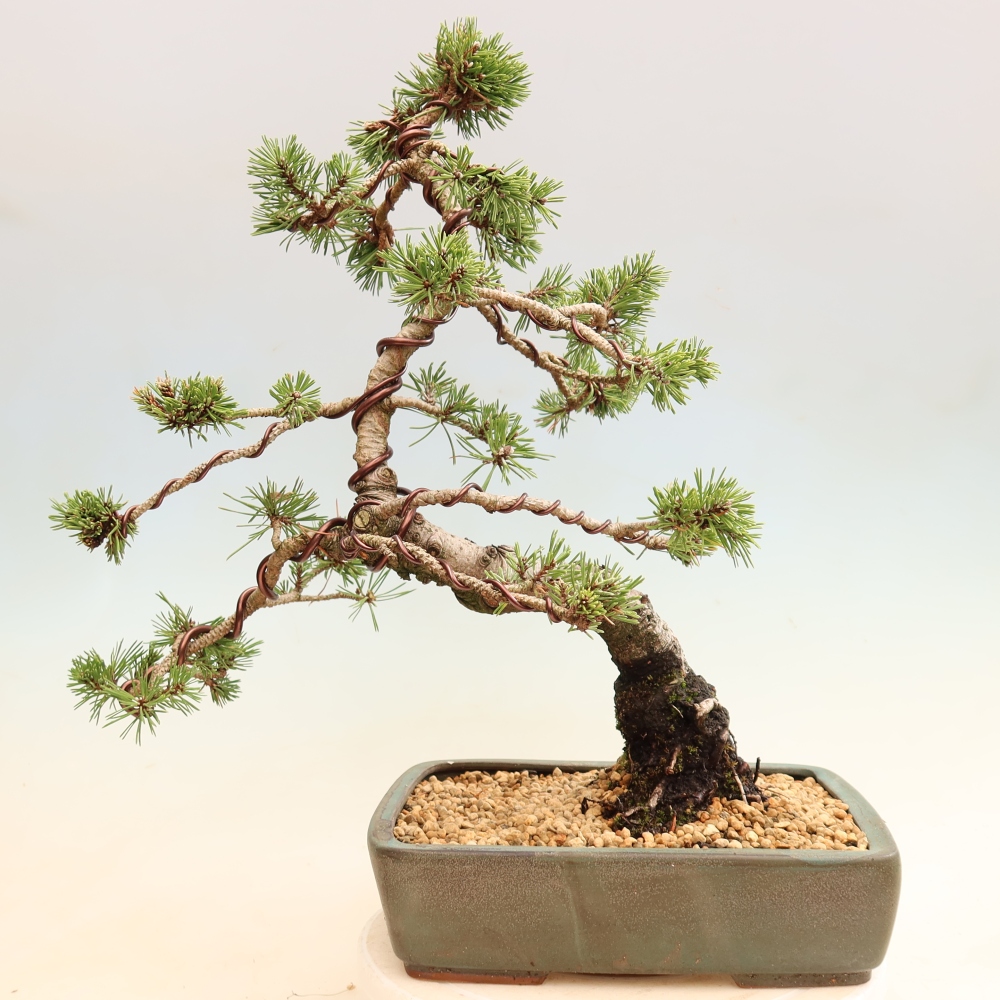 Bonsai ogrodowe – Pinus mugo Humpy – sosna karłowata