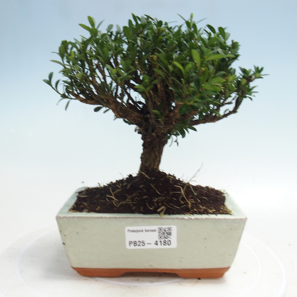 Pokój bonsai - Buxus harlandii - buxus korkowy