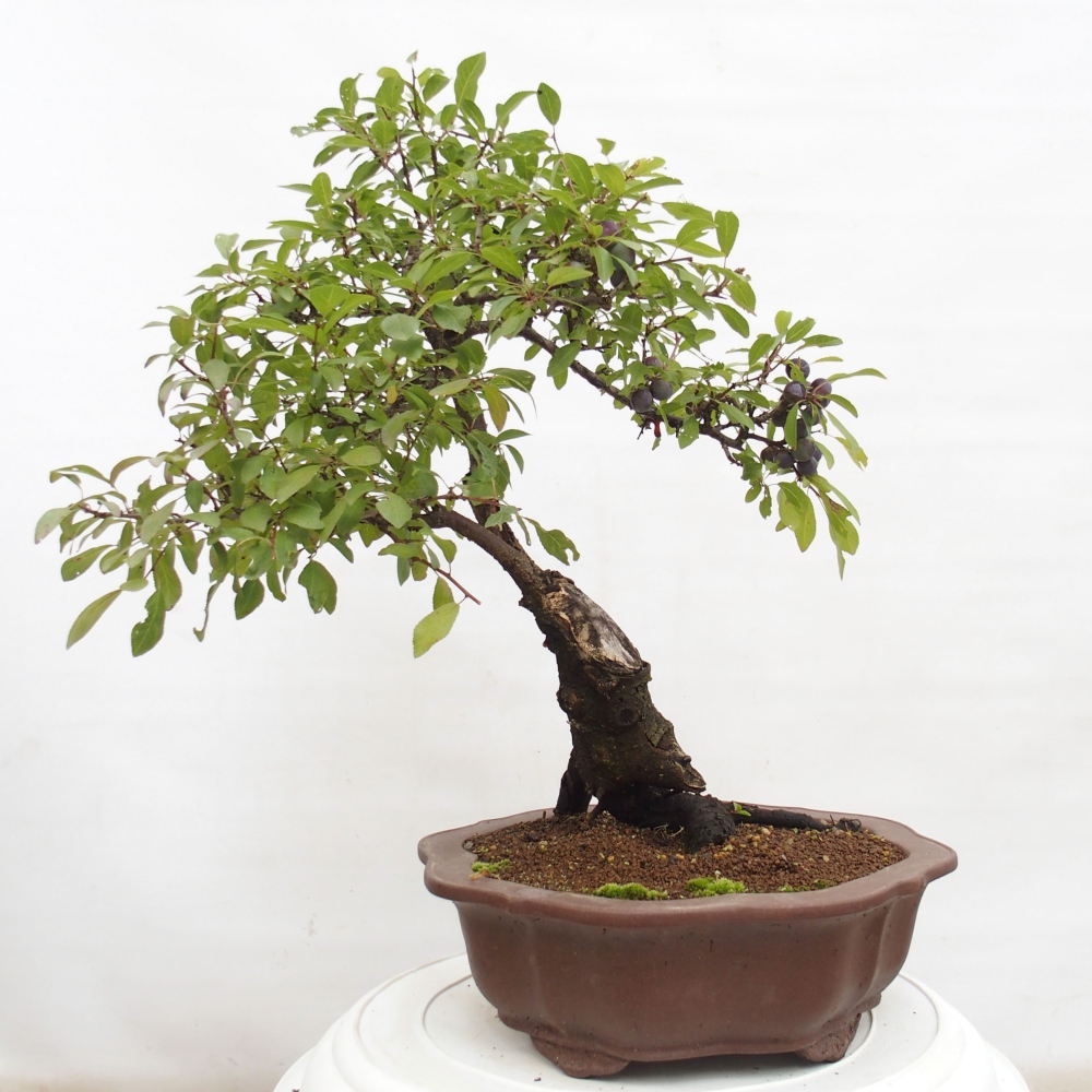 Outdoor bonsai - Prunus spinosa - tarnina