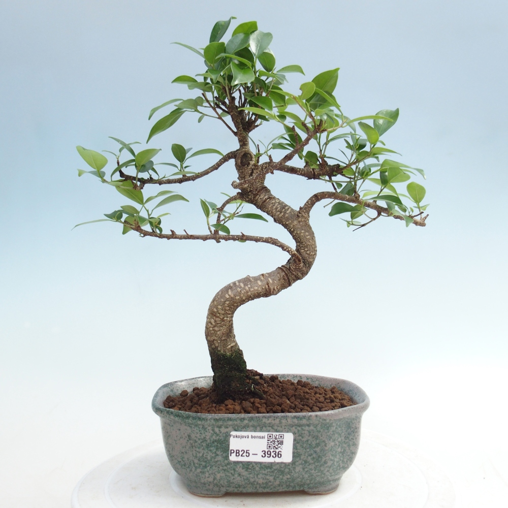 Pokój bonsai - Ficus retusa - figowiec drobnolistny