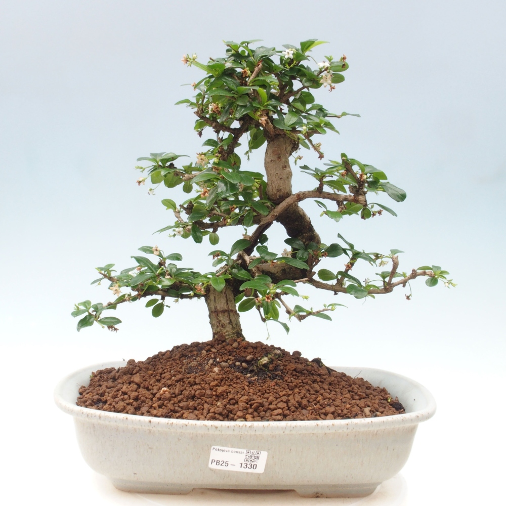 Pokój bonsai - Carmona macrophylla - Tea fuki