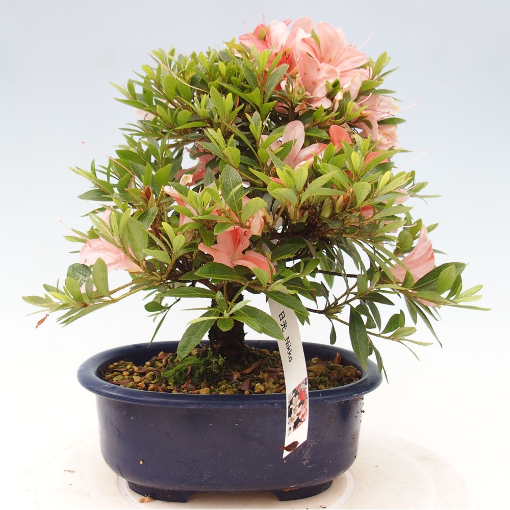 Bonsai ogrodowe - azalia japońska - Azalea Nikko