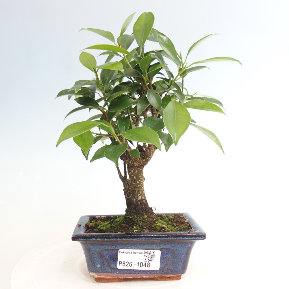 Pokój bonsai Ficus retusa kimmen