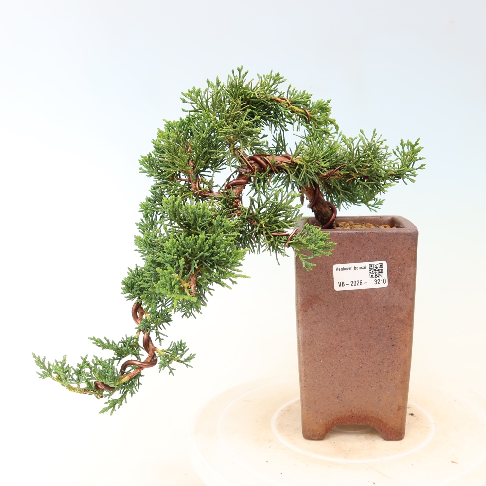 Outdoor bonsai - Juniperus chinensis Kishu