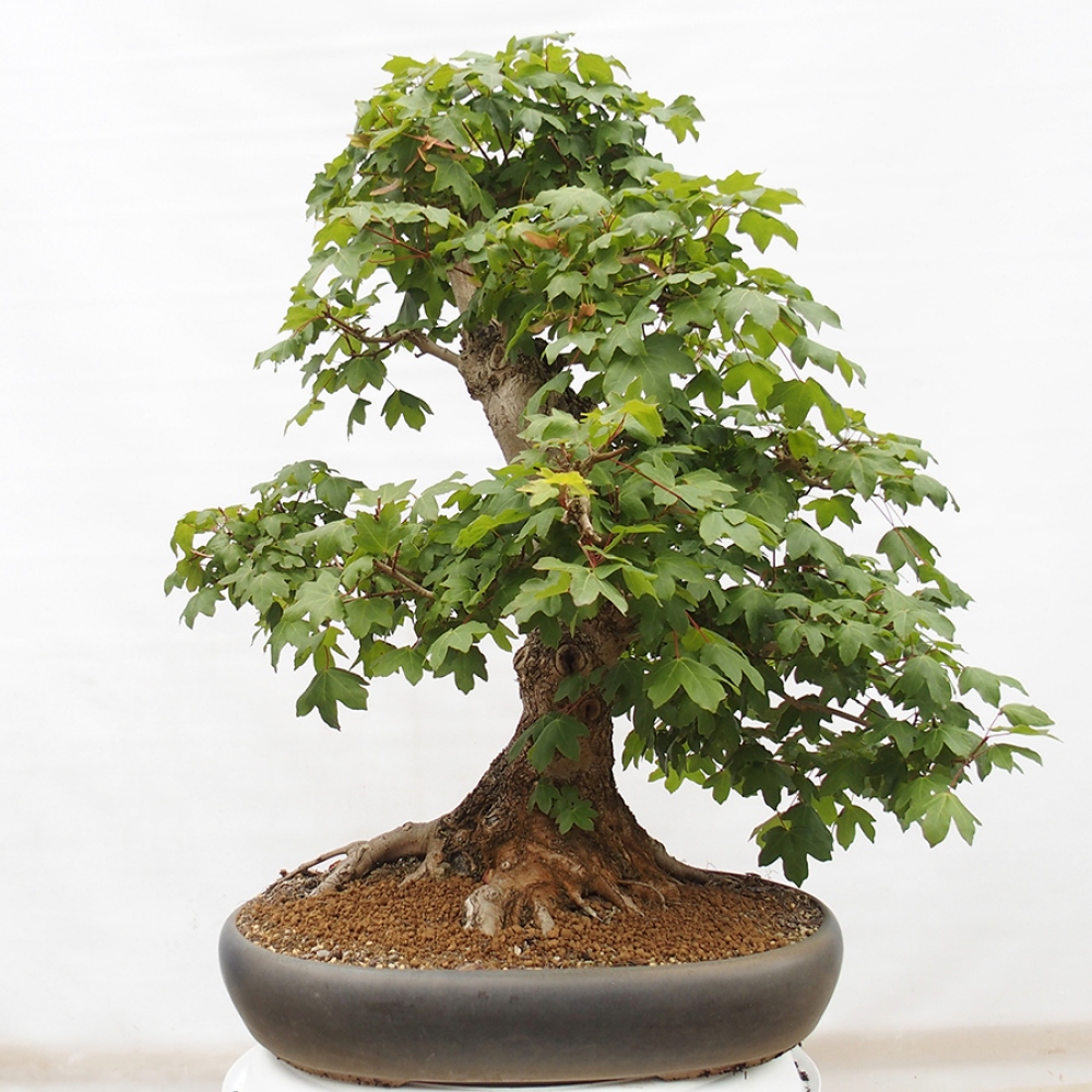 Bonsai zewnętrzne - Klon dziecięcy - Acer campestre