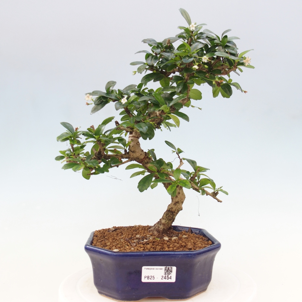 Pokój bonsai - Carmona macrophylla - Tea fuki