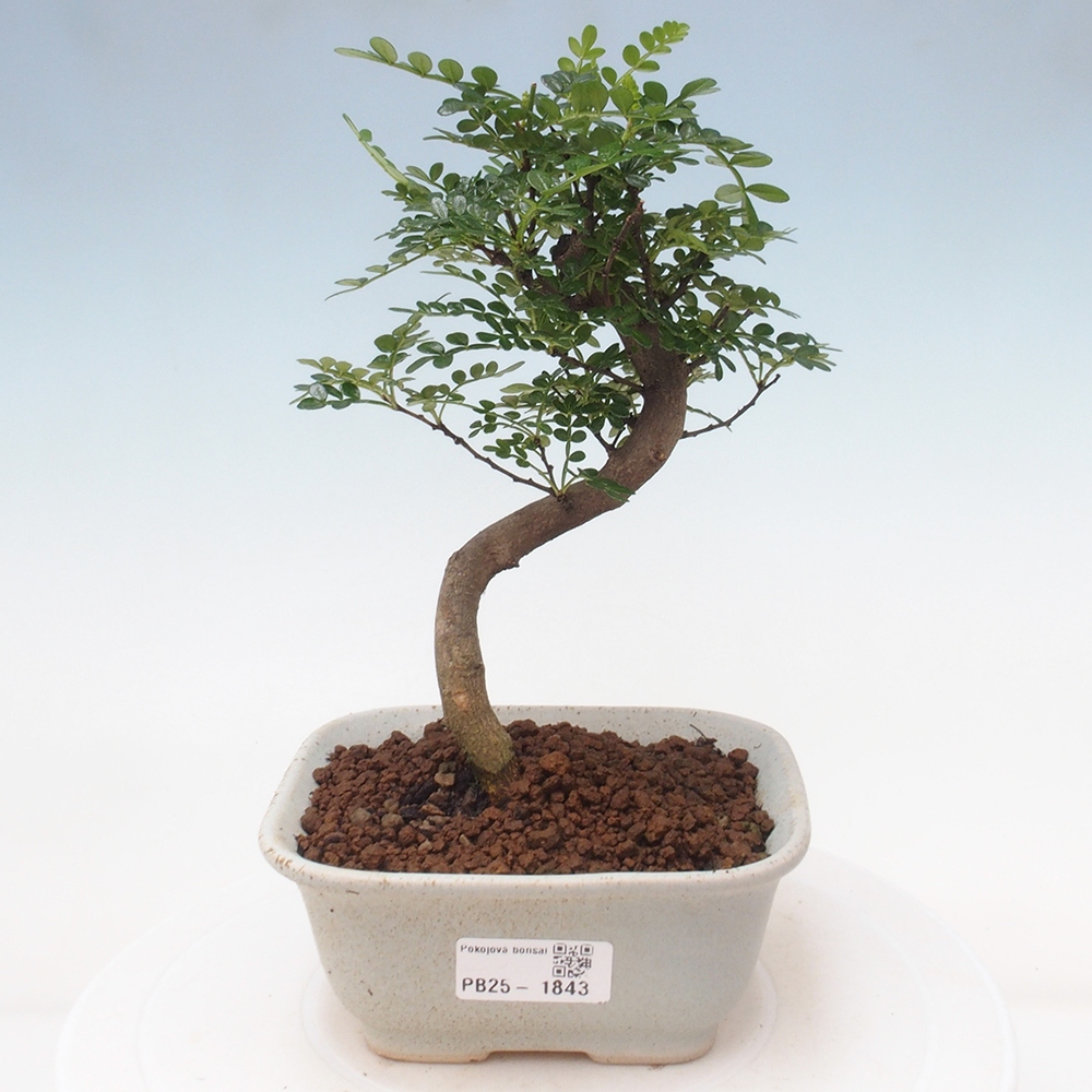 Kryty bonsai - Zantoxylum piperitum - Mięta pieprzowa
