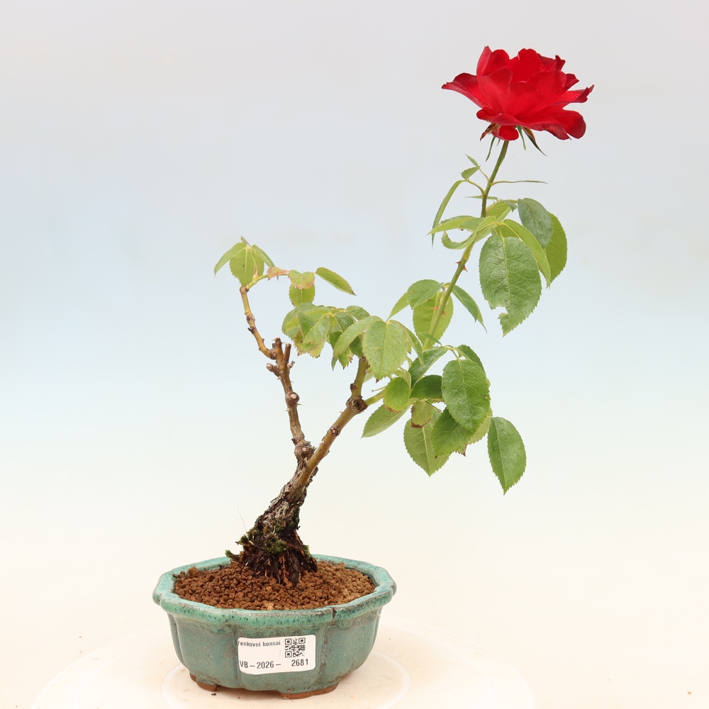 Bonsai ogrodowe – Rosa Kordes – róża
