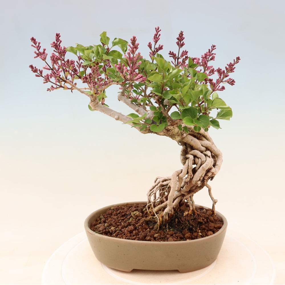 Outdoor bonsai - Syringa microphylla - liliowiec drobnokwiatowy