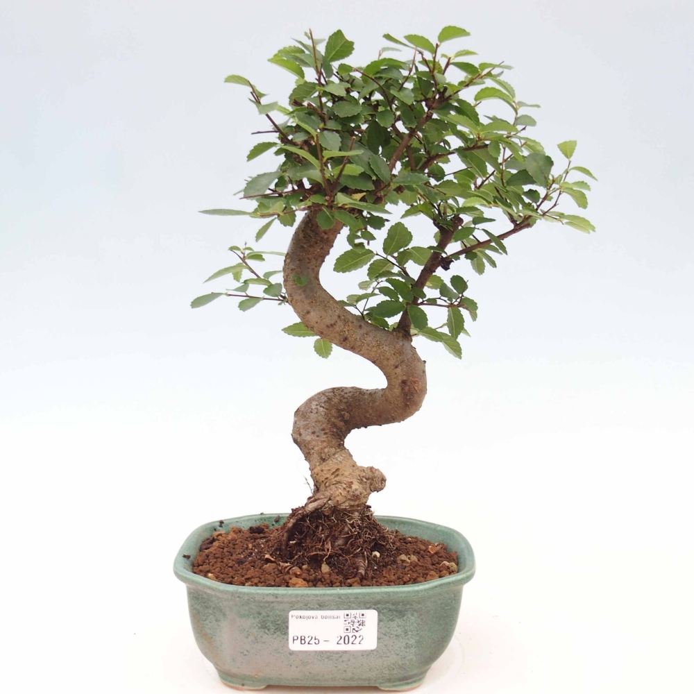 Bonsai wewnętrzne - Ulmus parvifolia - Wiąz drobnolistny