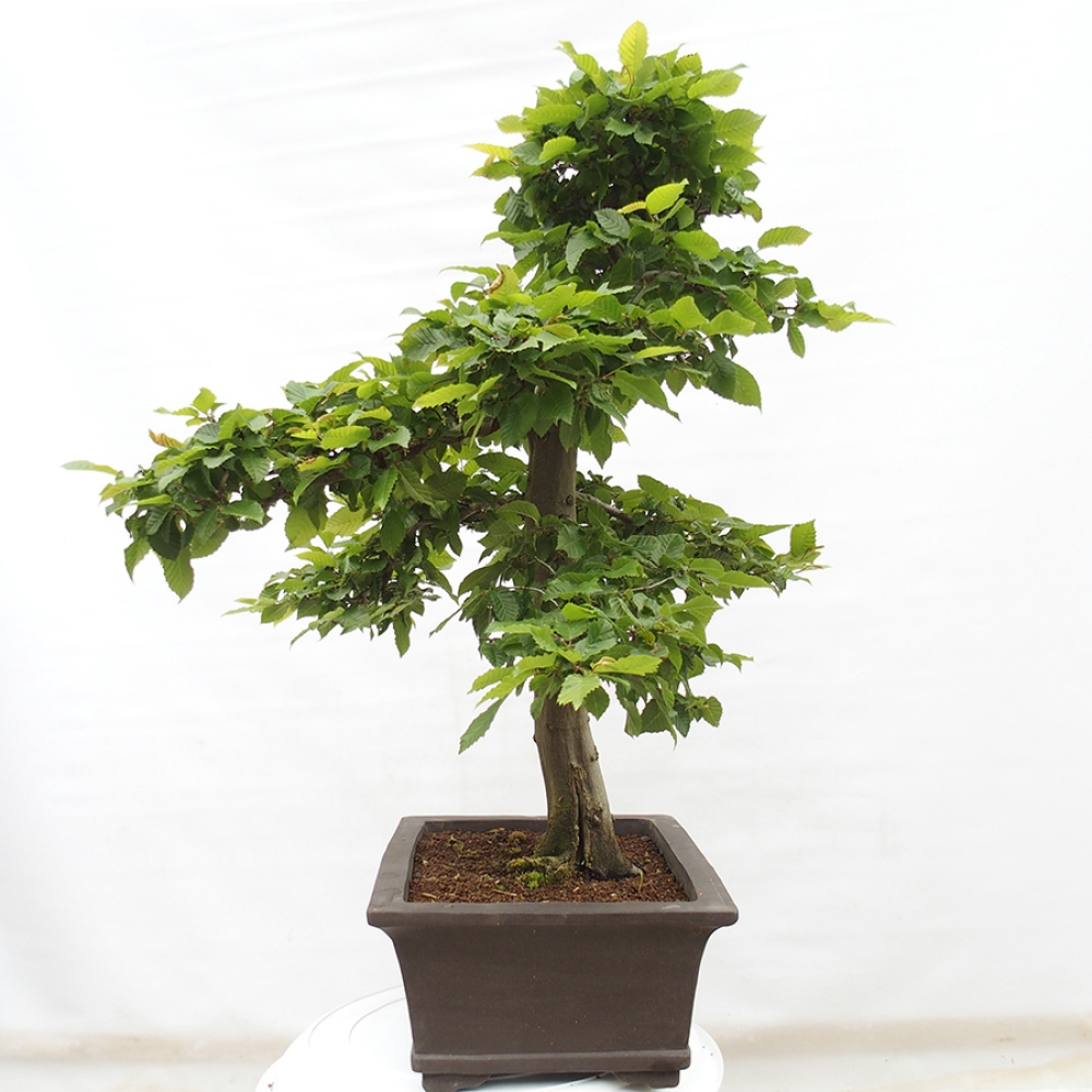 Bonsai zewnętrzne - Grab - Carpinus betulus