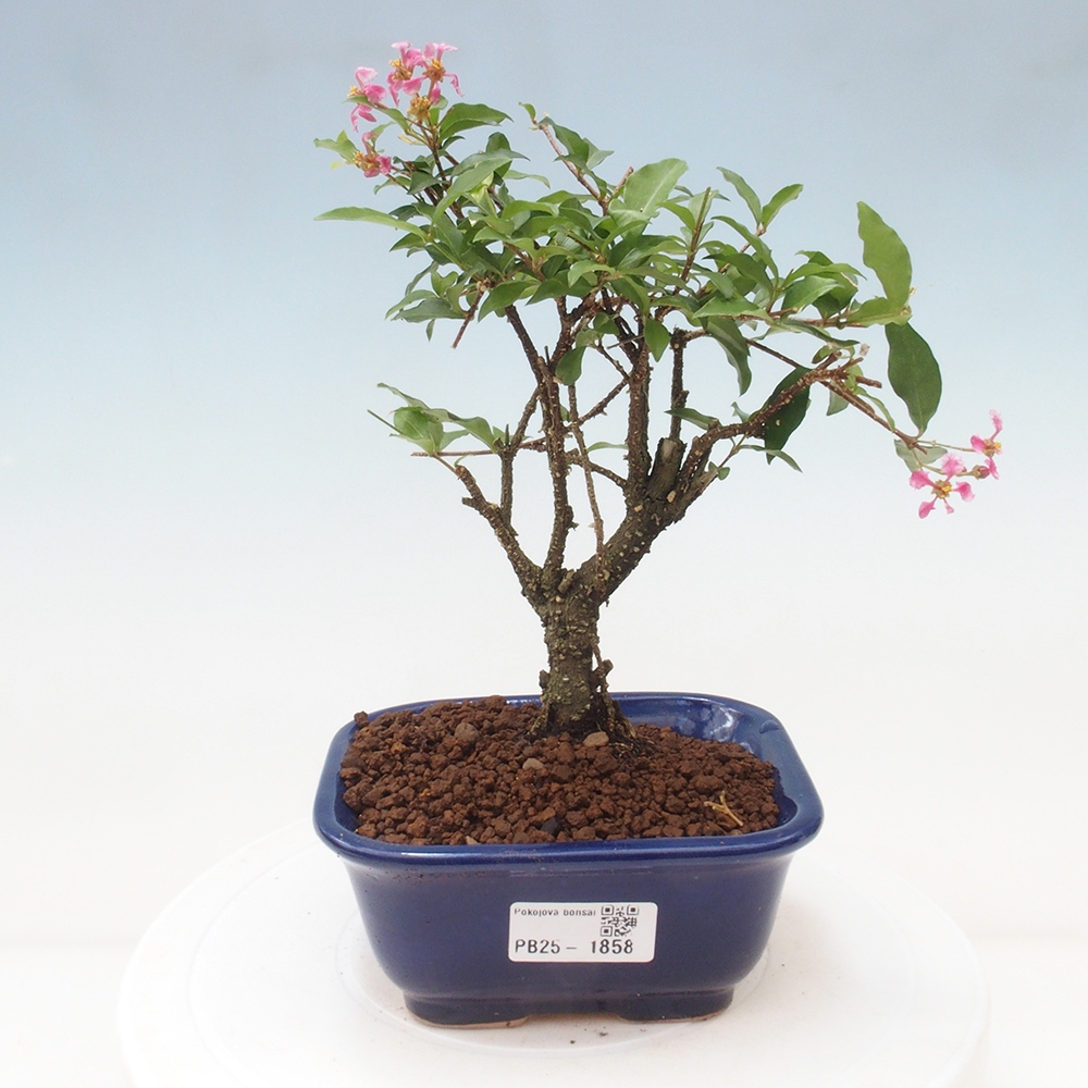 Bonsai pokojowe - Malpighia coccigera - Wiśnia Barbdorska