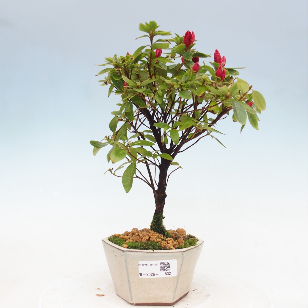 Outdoor bonsai - Azalia japońska - Azalea sp.