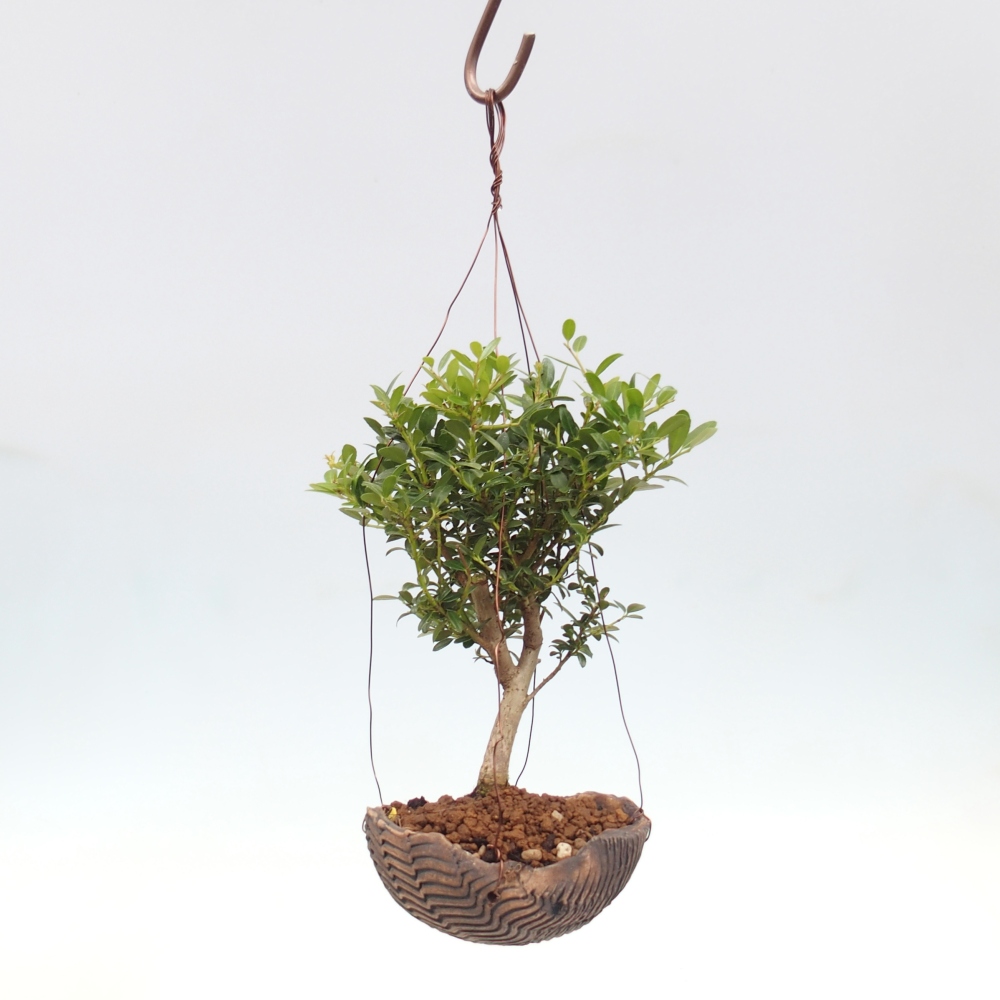 Kokedama z ceramiki - Ilex crenata - Holly