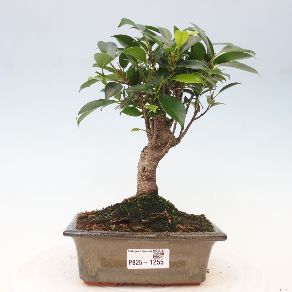 Bonsai wewnętrzne - Ficus retusa - figowiec drobnolistny