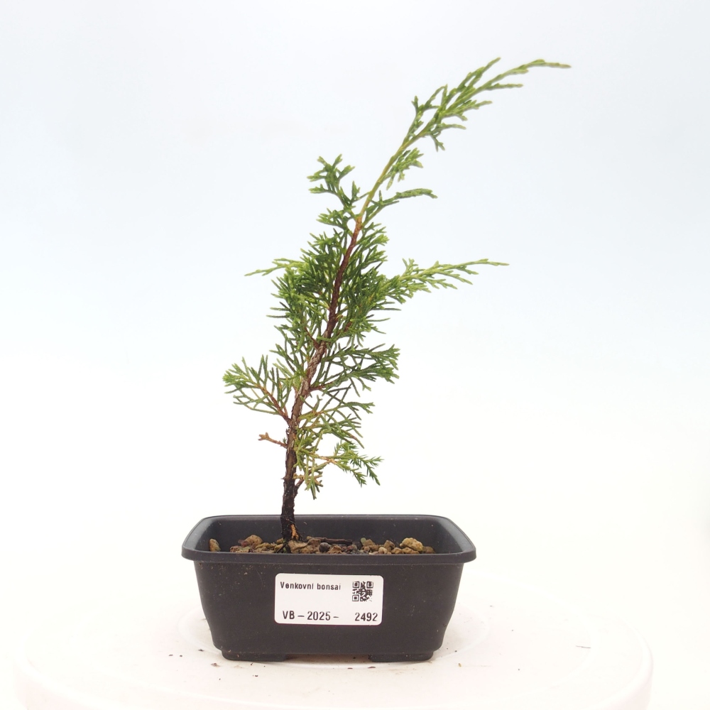 Outdoor bonsai - Juniperus chinensis Itoigawa - Jałowiec chiński