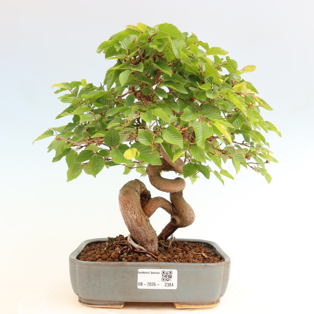 Outdoor bonsai - Carpinus coreana - grab koreański