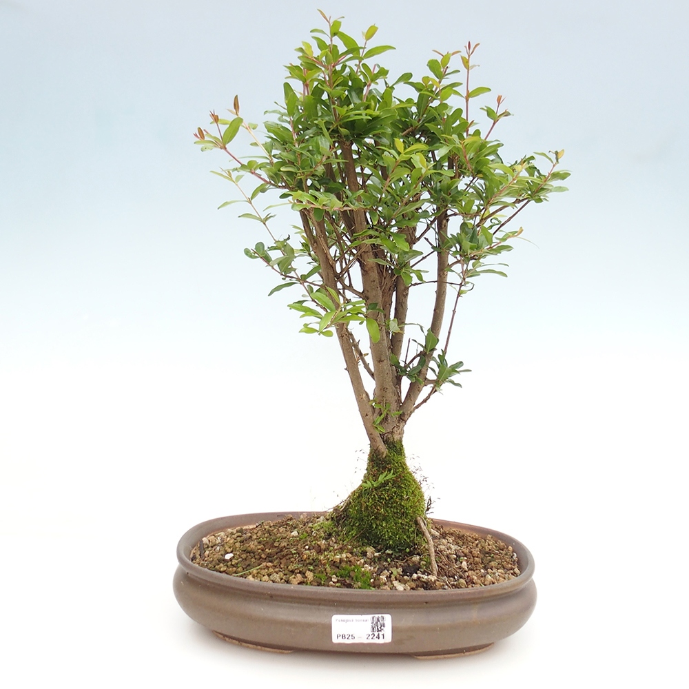 Pokój bonsai-Punica granatum nana-Granat