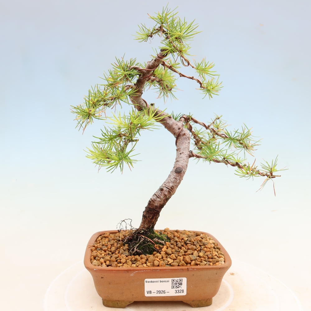 Bonsai zewnętrzne - Larix decidua - Modrzew