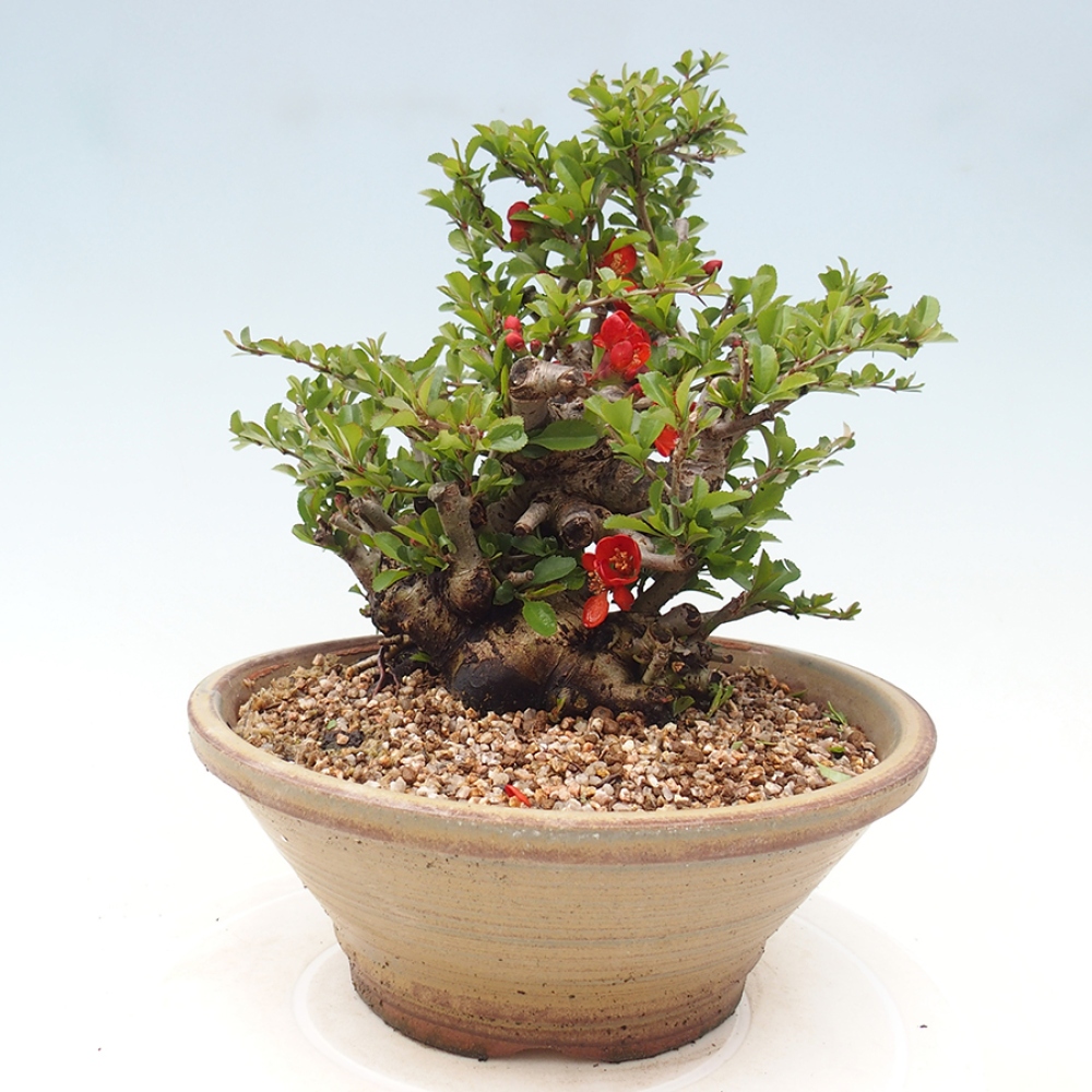Bonsai zewnętrzne - Chaneomeles speciosa - Pigwa