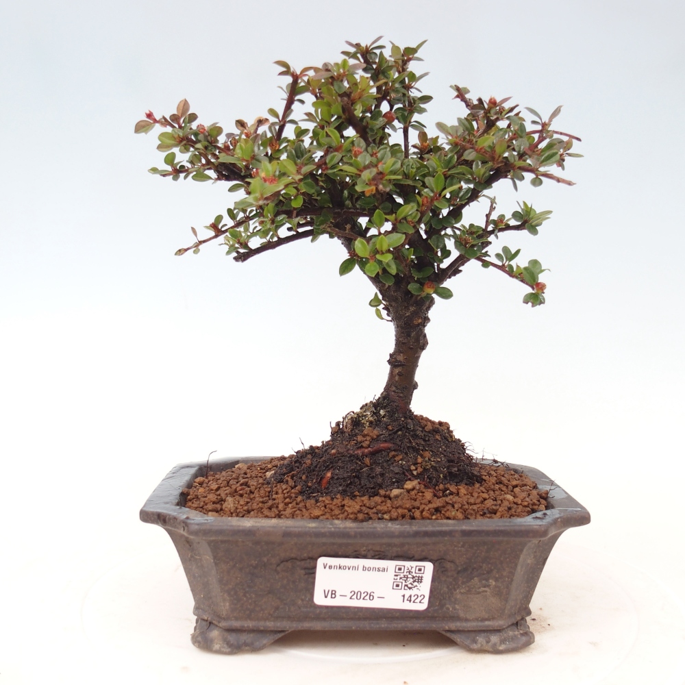 Outdoor bonsai - irga pozioma - Rocky Mountain