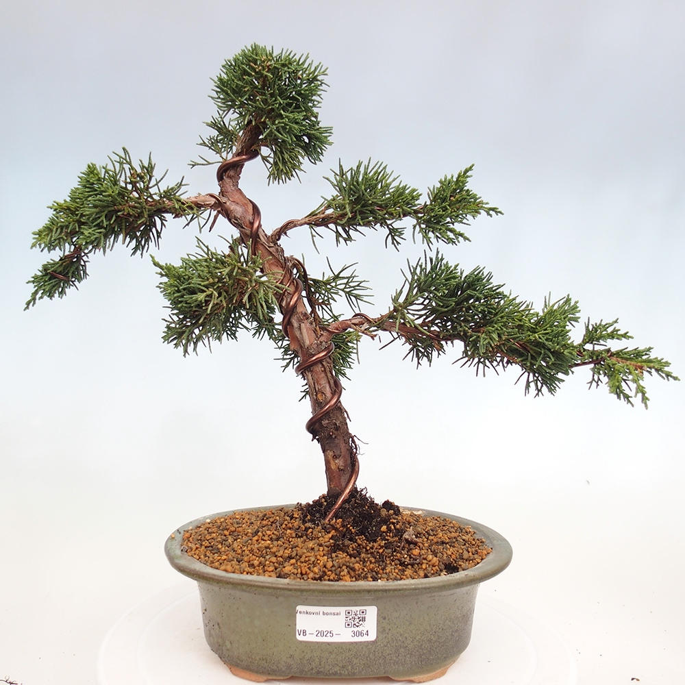 Bonsai zewnętrzne - Juniperus chinensis Kishu - Jałowiec chiński
