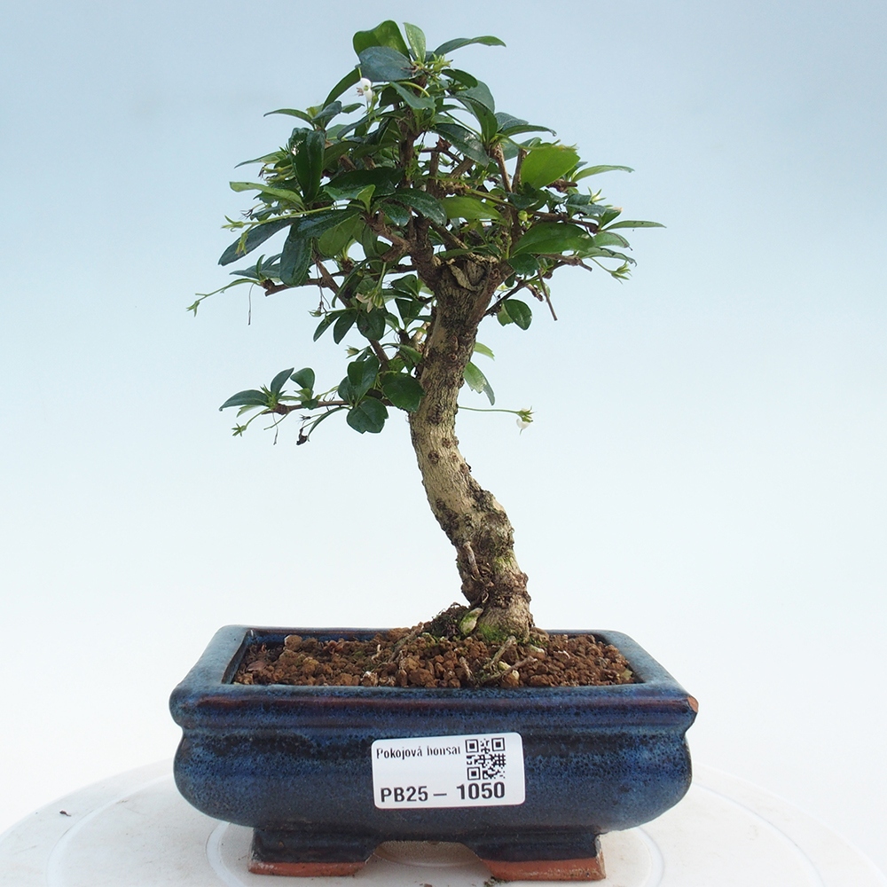 Bonsai wewnętrzne - Carmona makrophylla - Herbata Fuki