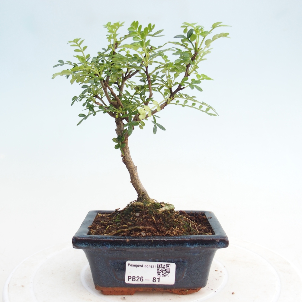 Pokój bonsai - Zantoxylum piperitum - drzewo pieprzowe