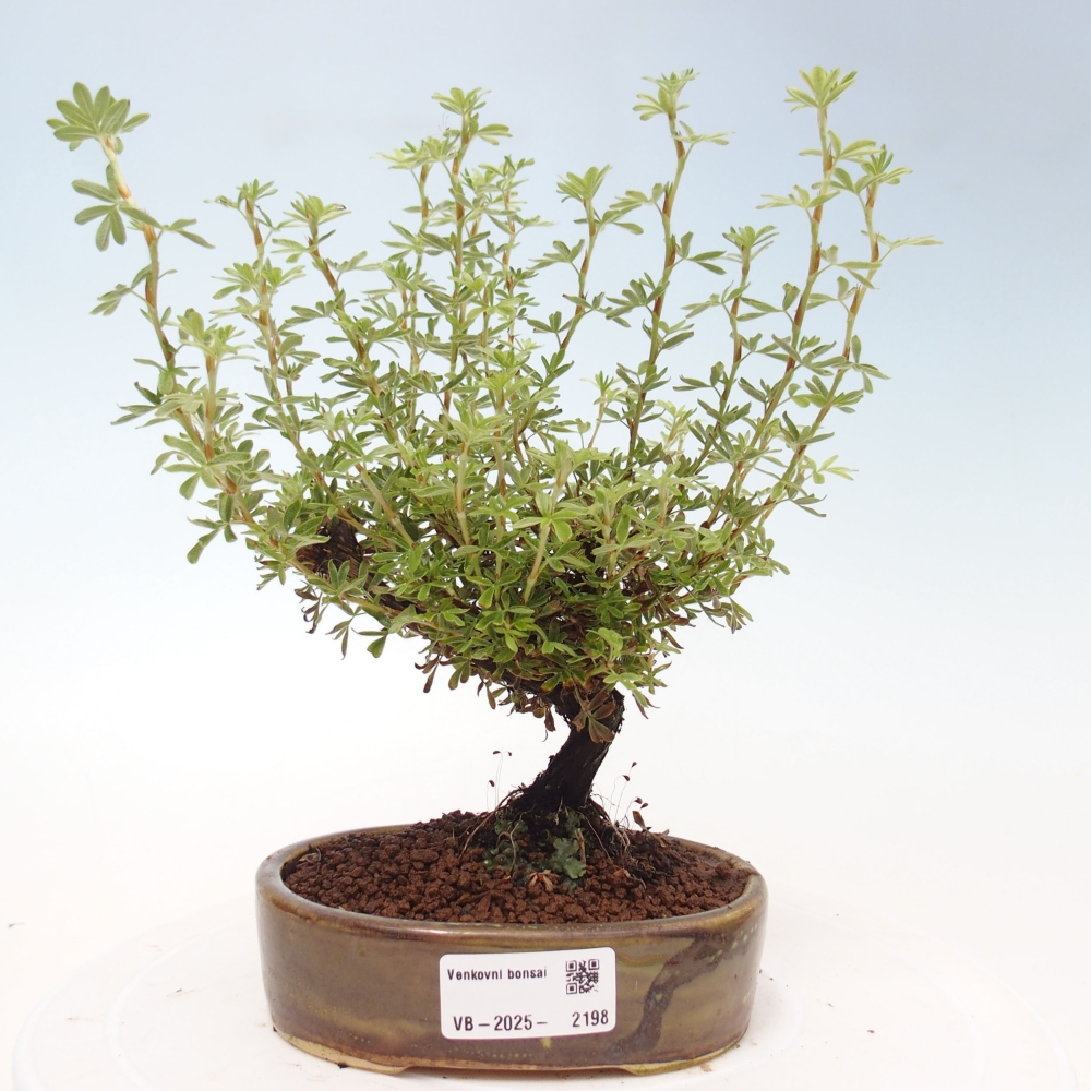 Outdoor bonsai-Pięciolistnik - Potentila fruticosa żółty Ptak