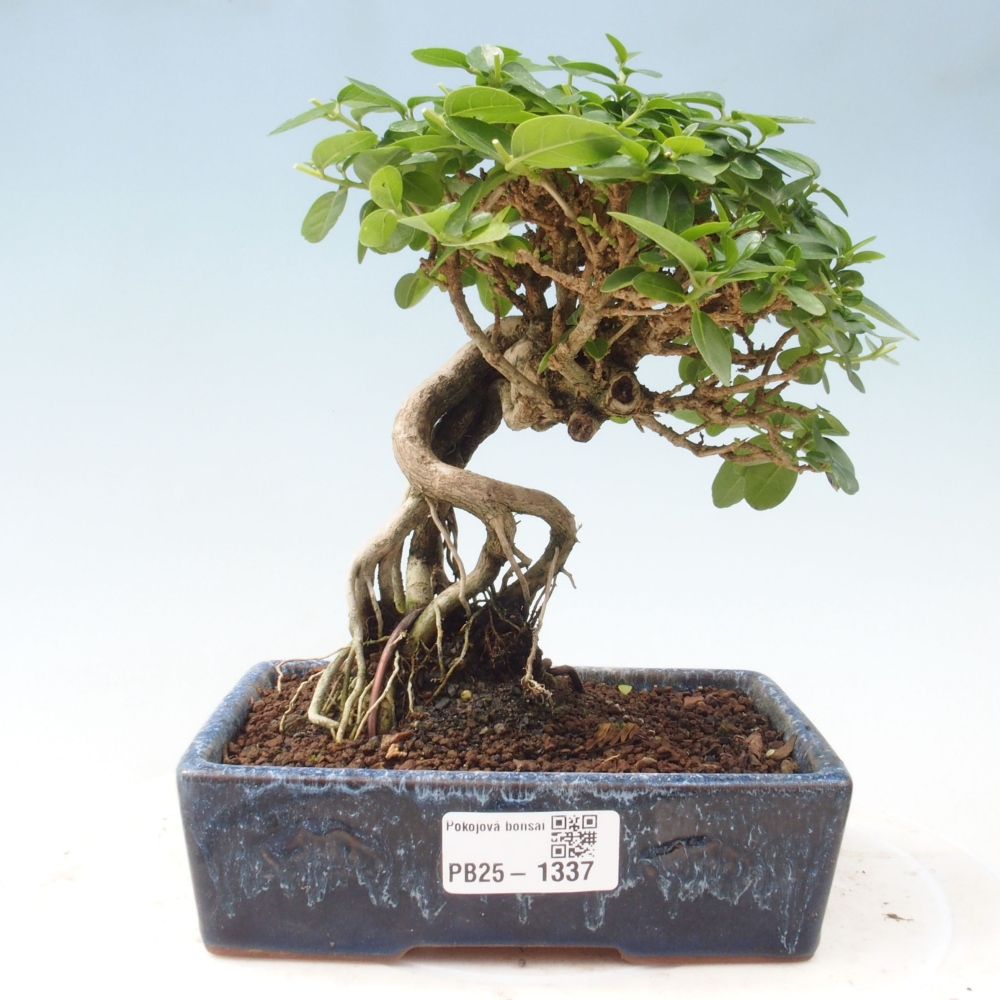 Bonsai wewnętrzne - Premna serratifolia - Kozlovon drobnolistny